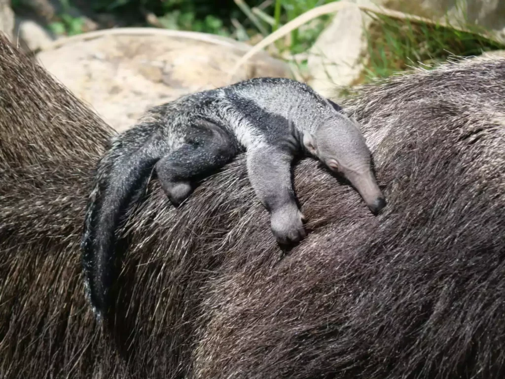 La Pampa des Tamanoirs voit le jour